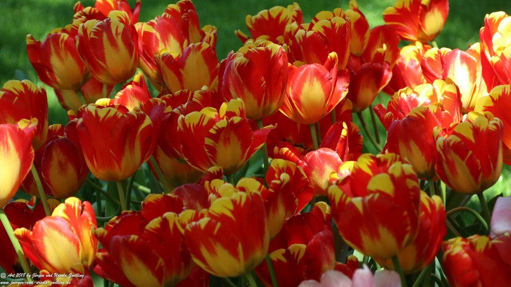 Keukenhof in Lisse Niederlande -Nordsee