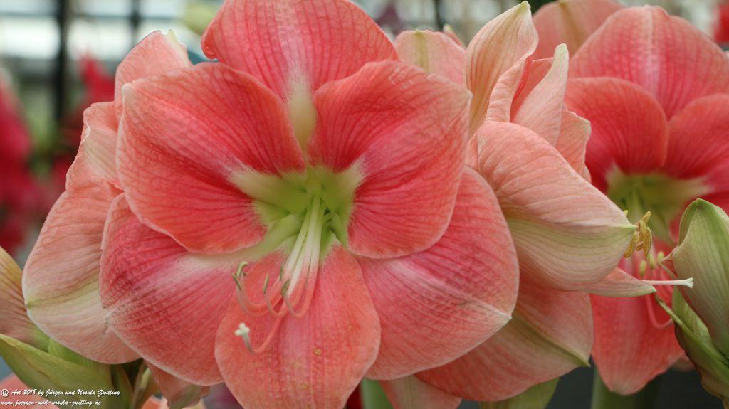 Keukenhof in Lisse Niederlande -Nordsee