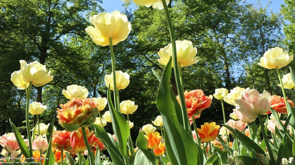 Keukenhof in Lisse Niederlande -Nordsee