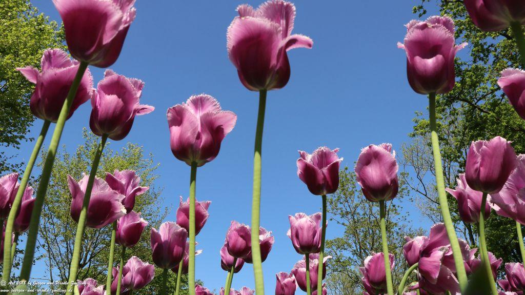 Keukenhof in Lisse Niederlande -Nordsee