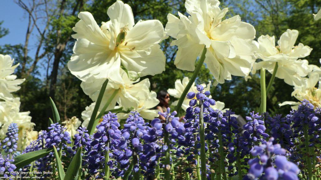 Keukenhof in Lisse Niederlande -Nordsee