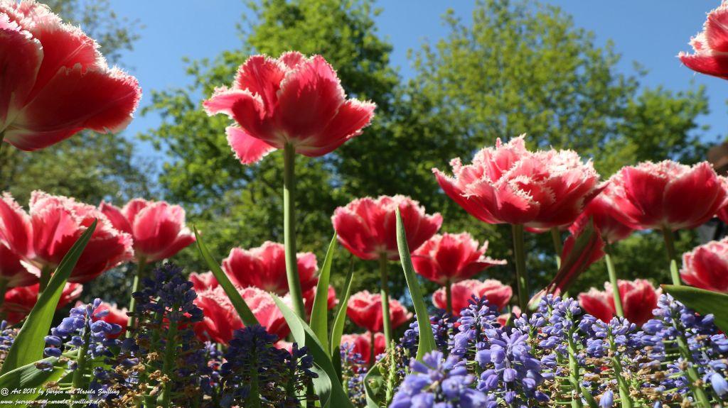 Keukenhof in Lisse Niederlande -Nordsee