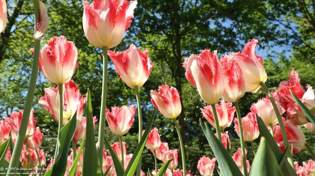 Keukenhof in Lisse Niederlande -Nordsee