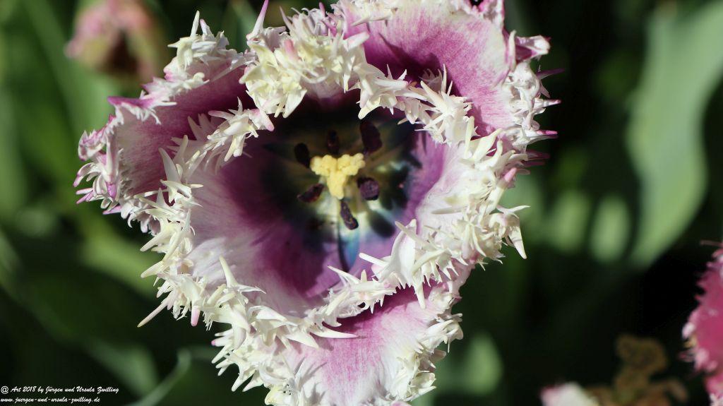 Keukenhof in Lisse Niederlande -Nordsee