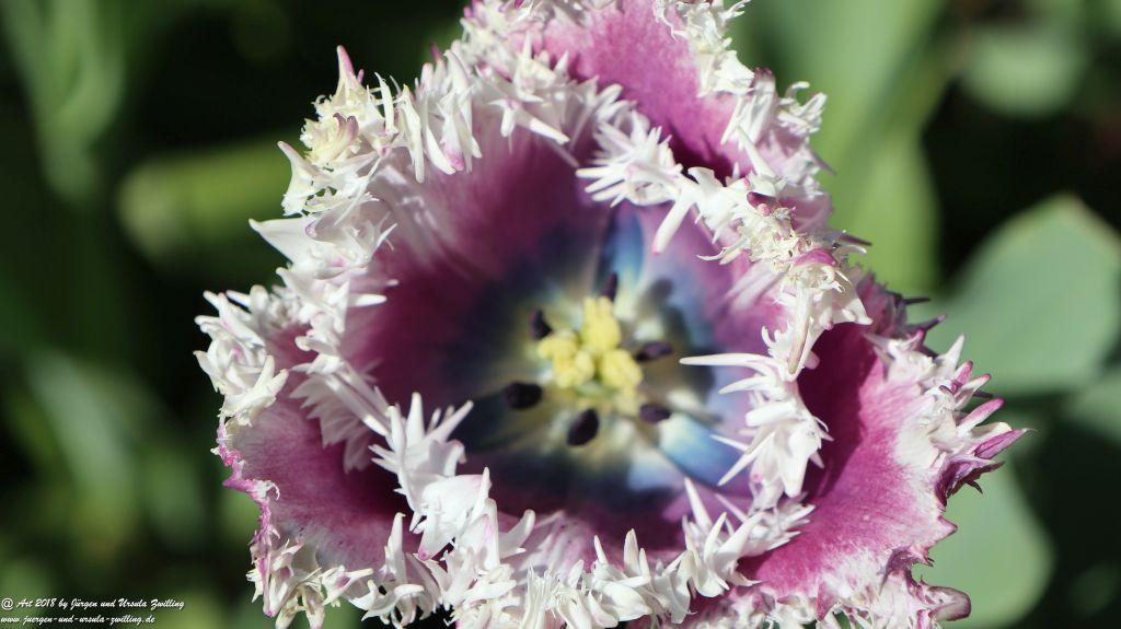 Keukenhof in Lisse Niederlande -Nordsee