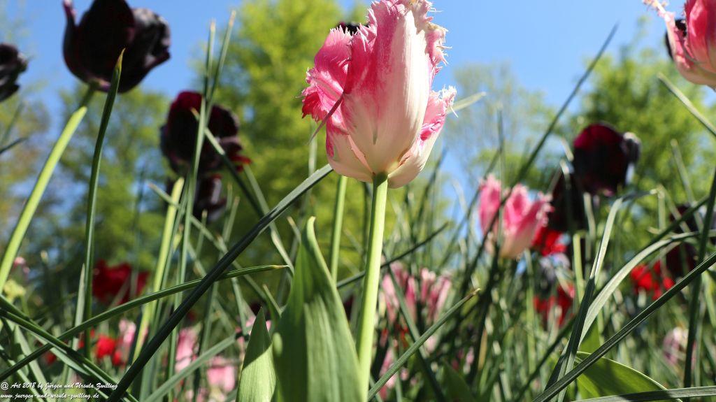 Keukenhof in Lisse Niederlande -Nordsee