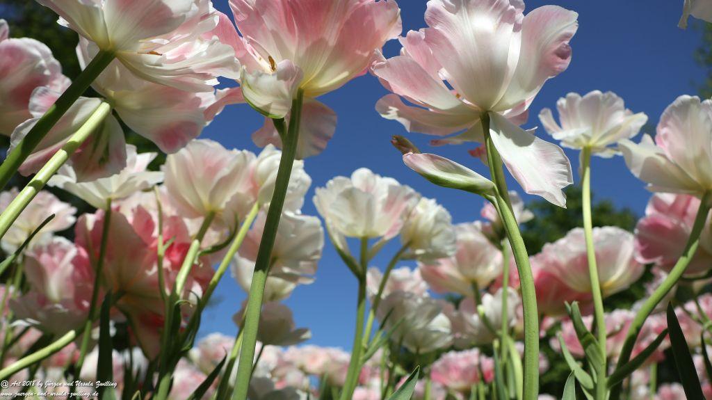 Keukenhof in Lisse Niederlande -Nordsee