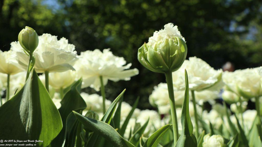Keukenhof in Lisse Niederlande -Nordsee