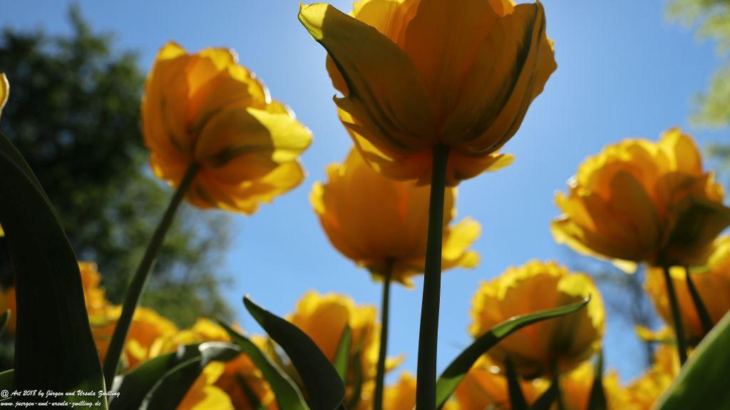 Keukenhof in Lisse Niederlande -Nordsee