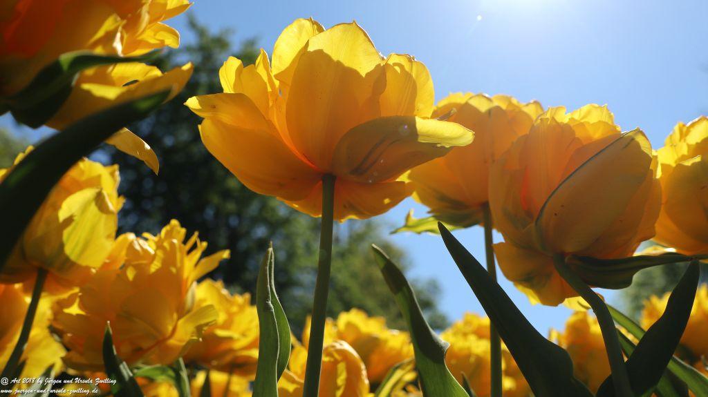 Keukenhof in Lisse Niederlande -Nordsee