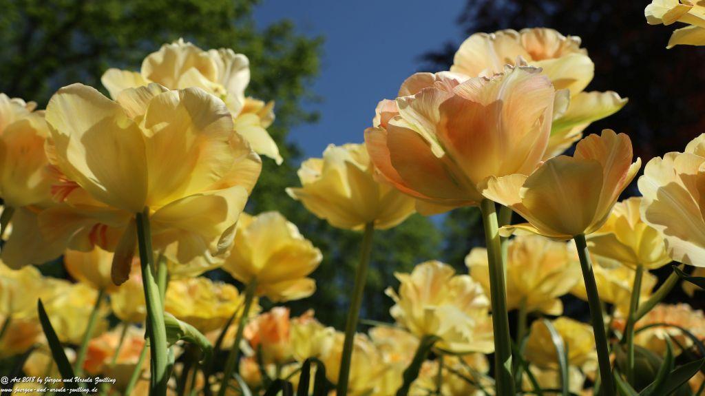 Keukenhof in Lisse Niederlande -Nordsee