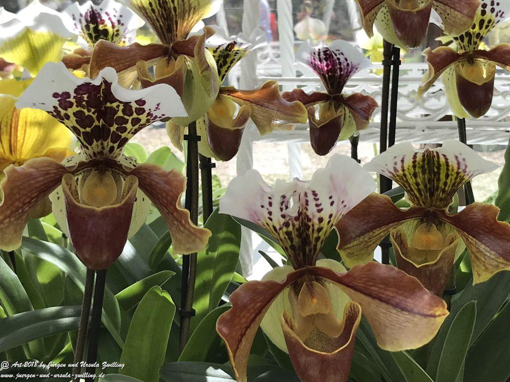 Orchideen (Orchidaceae) im Keukenhof in Lisse Niederlande - Nordsee