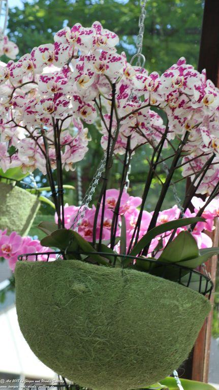 Orchideen (Orchidaceae) im Keukenhof in Lisse Niederlande - Nordsee