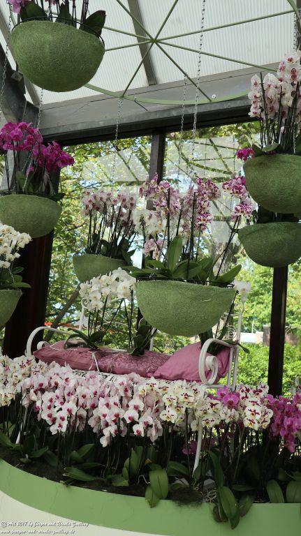 Orchideen (Orchidaceae) im Keukenhof in Lisse Niederlande - Nordsee