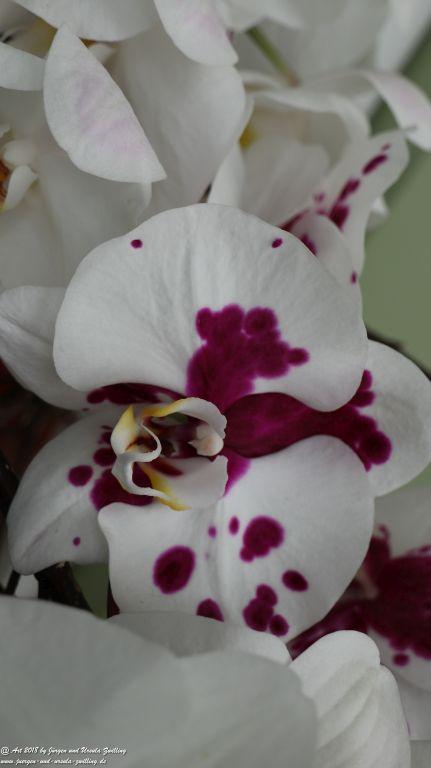 Orchideen (Orchidaceae) im Keukenhof in Lisse Niederlande - Nordsee