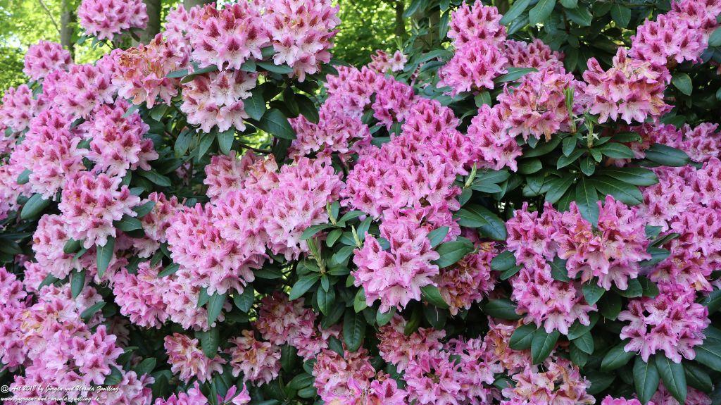Rhododendron und  Azaleen im Keukenhof in Lisse Niederlande - Nordsee