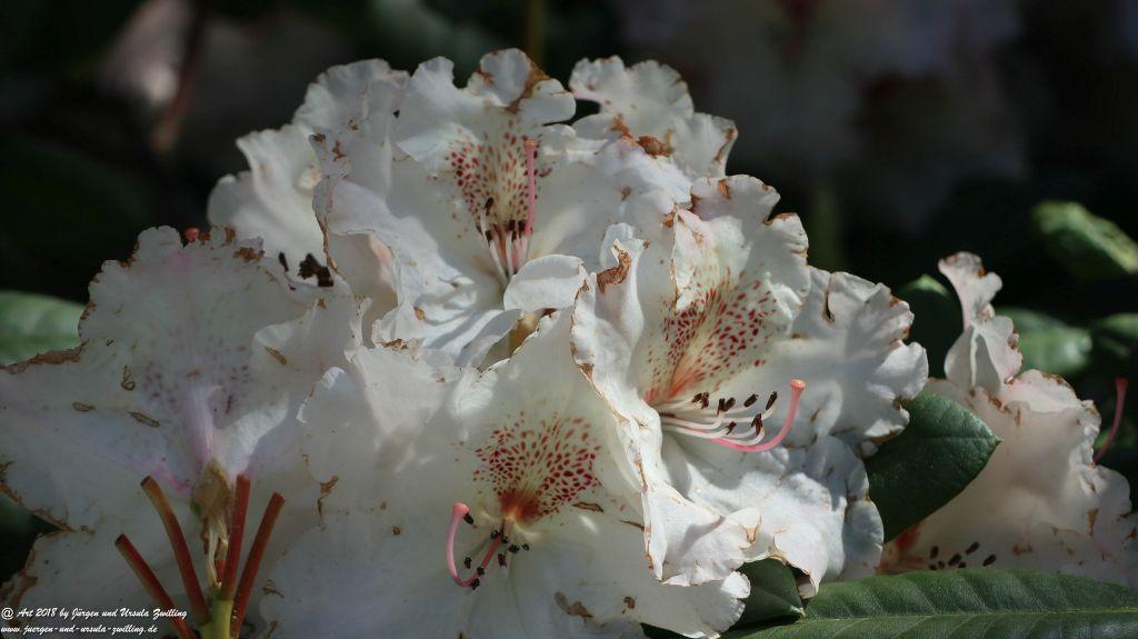 Rhododendron und  Azaleen im Keukenhof in Lisse Niederlande - Nordsee