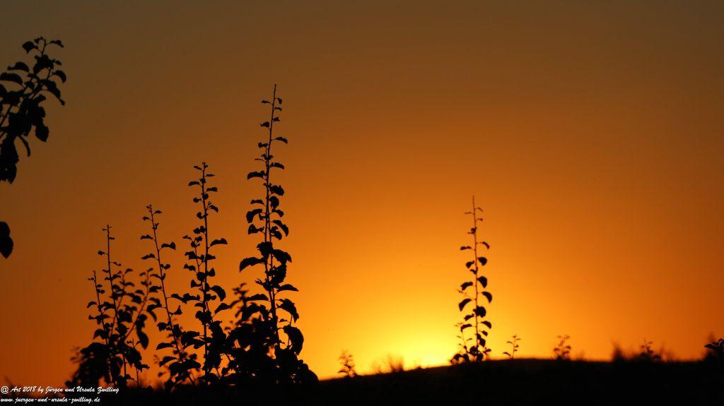 Sonnenuntergang in Rheinhessen - Mainz