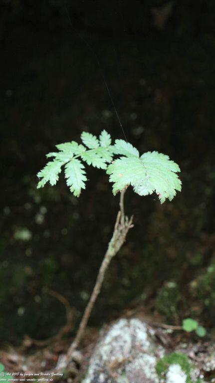 Philosophische Bildwanderung Gorges de la Diosaz -Wasserfall - Servoz Mont-Blanc - Frankreich