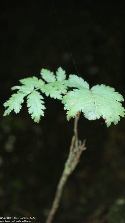 Philosophische Bildwanderung Gorges de la Diosaz -Wasserfall - Servoz Mont-Blanc - Frankreich