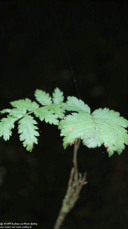 Philosophische Bildwanderung Gorges de la Diosaz -Wasserfall - Servoz Mont-Blanc - Frankreich
