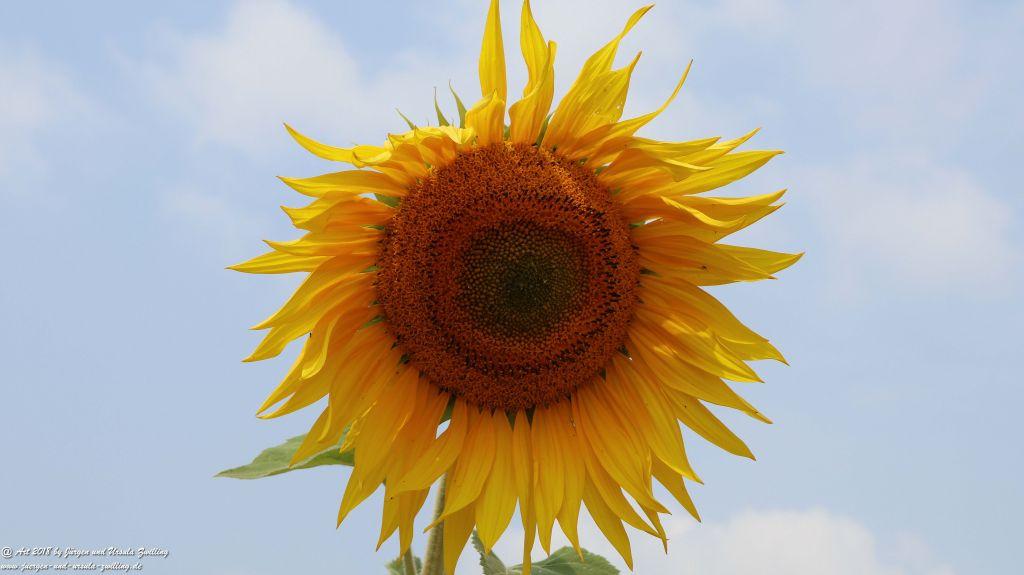 Sonnenblume (Helianthus annuus) - Rheinhessen -Mainz