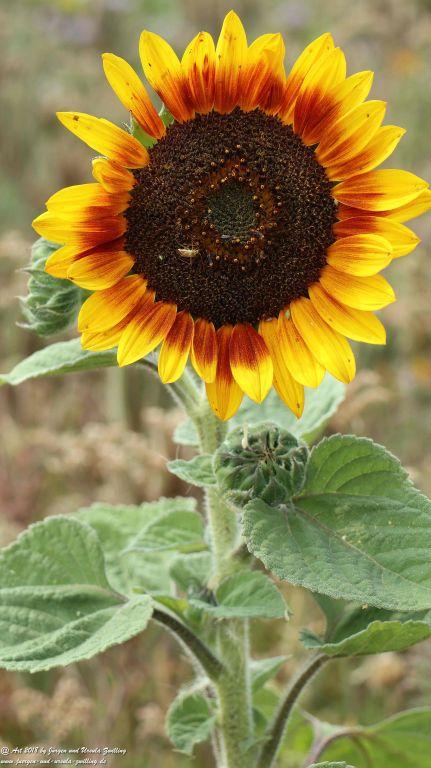 Sonnenblume (Helianthus annuus) - Rheinhessen -Mainz