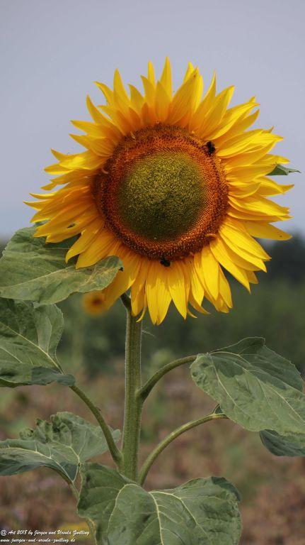 Sonnenblume (Helianthus annuus) - Rheinhessen -Mainz