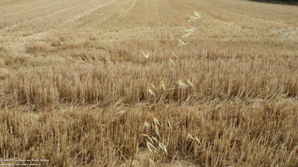 Felder nach der Ernte - Rheinhessen - Mainz