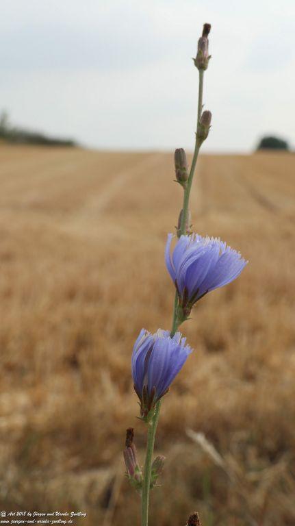 Felder nach der Ernte - Rheinhessen - Mainz