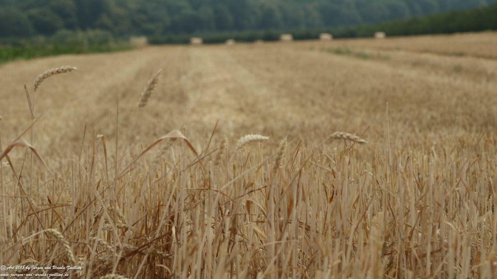 Felder nach der Ernte - Rheinhessen - Mainz