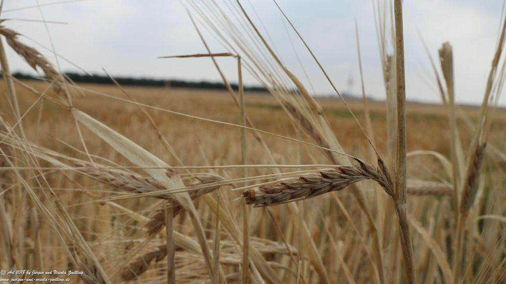 Felder nach der Ernte - Rheinhessen - Mainz
