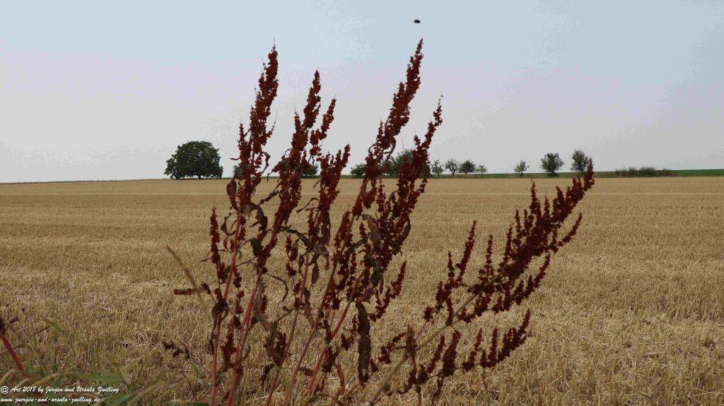 Felder nach der Ernte - Rheinhessen - Mainz