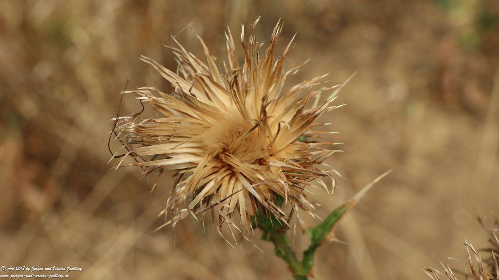 Juli - Blüte bei extremer Trockenheit - Rheinhessen - Mainz