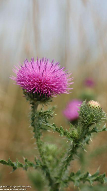 Juli - Blüte bei extremer Trockenheit - Rheinhessen - Mainz