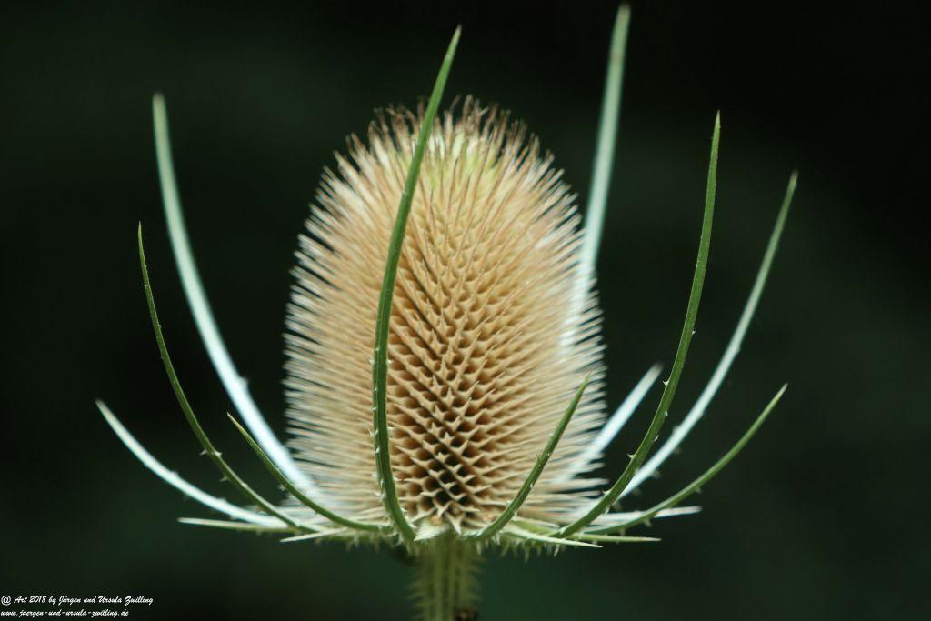 Juli - Blüte bei extremer Trockenheit - Rheinhessen - Mainz