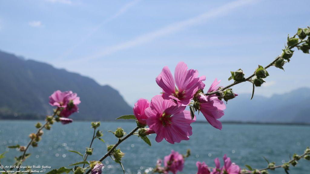 Montreux - Genfer See - Lac Léman - Schweiz