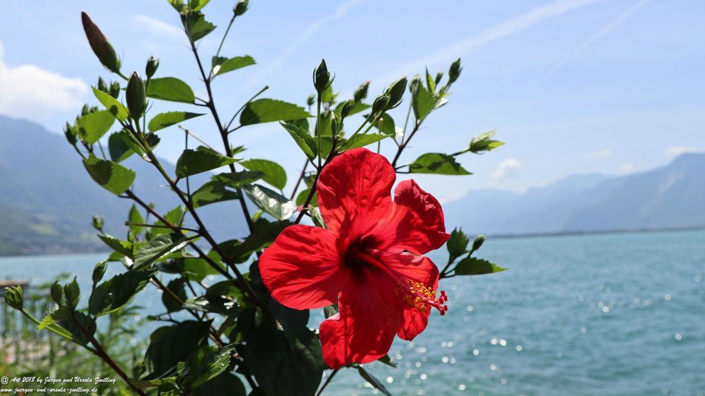Montreux - Genfer See - Lac Léman - Schweiz