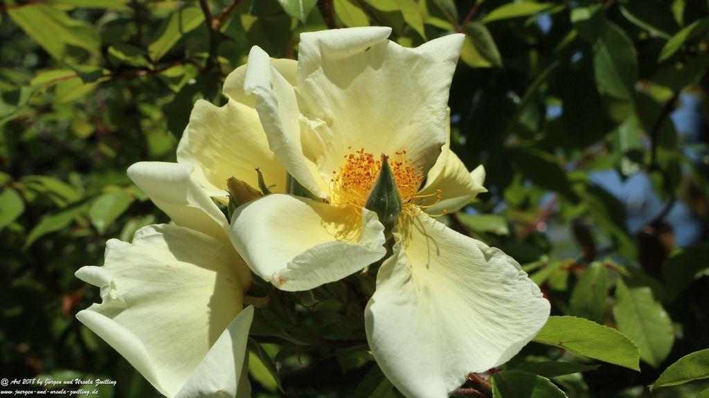 Montreux - Genfer See - Lac Léman - Schweiz