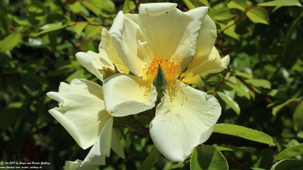 Montreux - Genfer See - Lac Léman - Schweiz