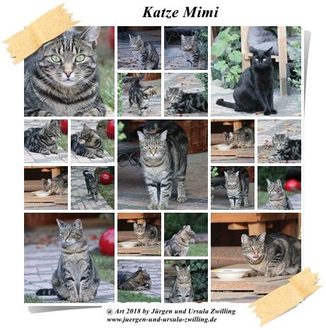 Katze Mimi im August 2018