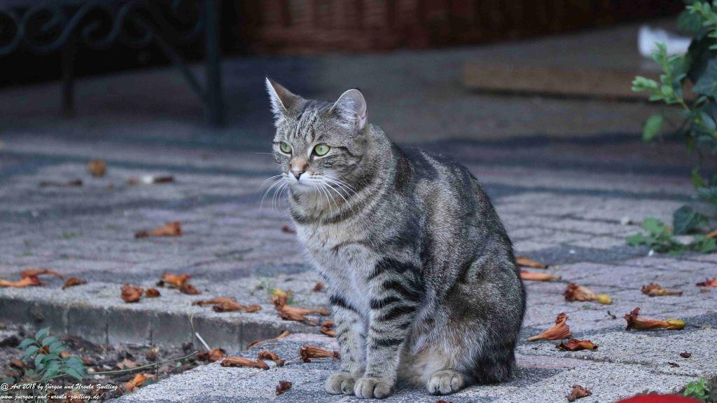 Katze Mimi im August 2018