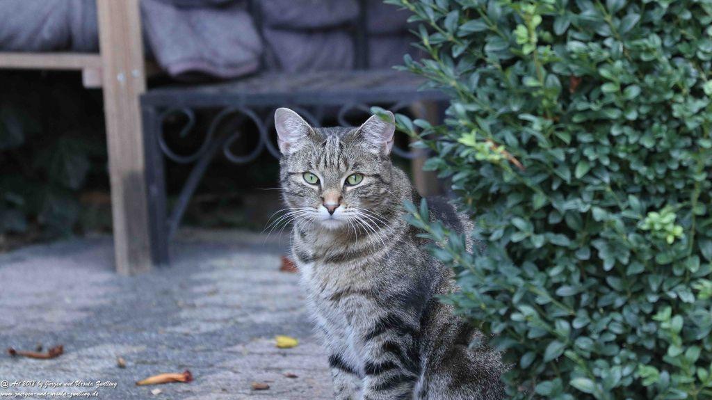 Katze Mimi im August 2018