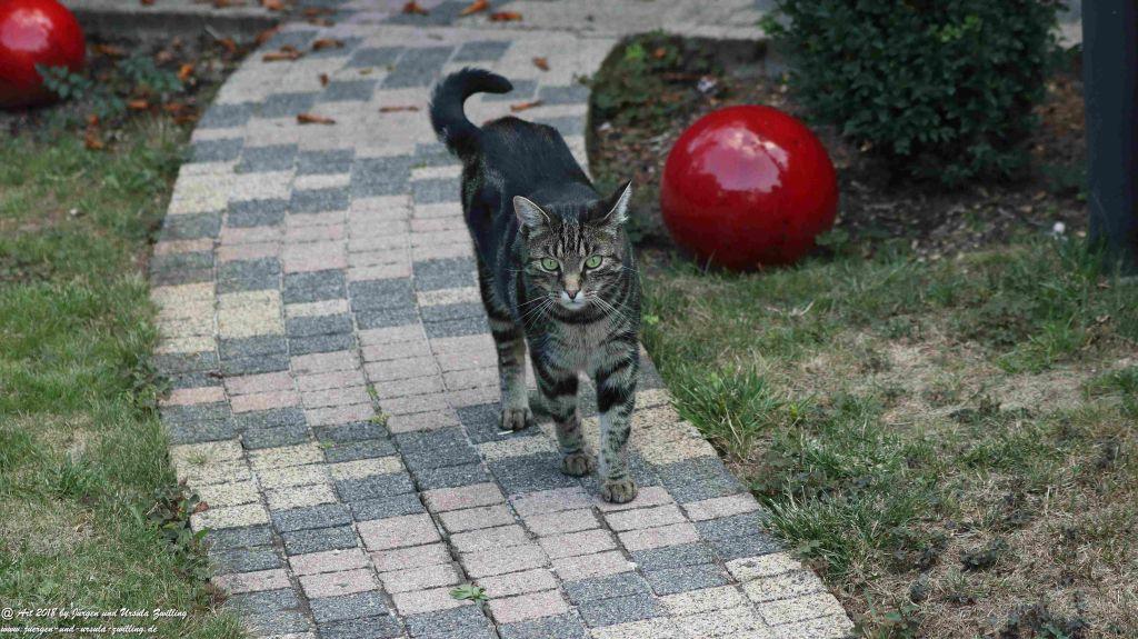 Katze Mimi im August 2018