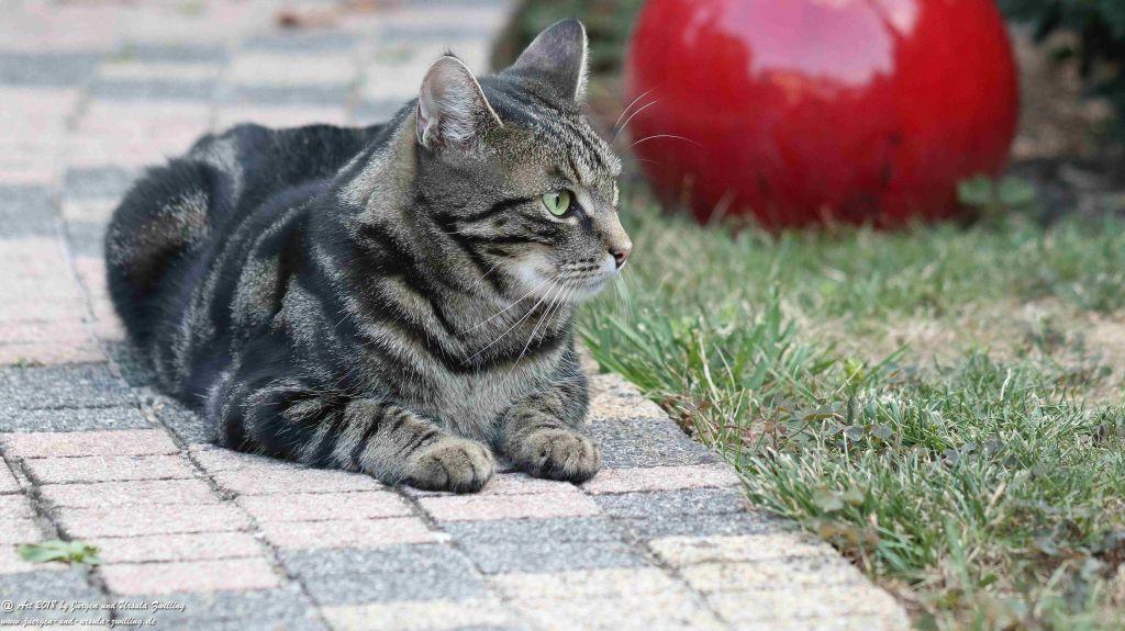 Katze Mimi im August 2018