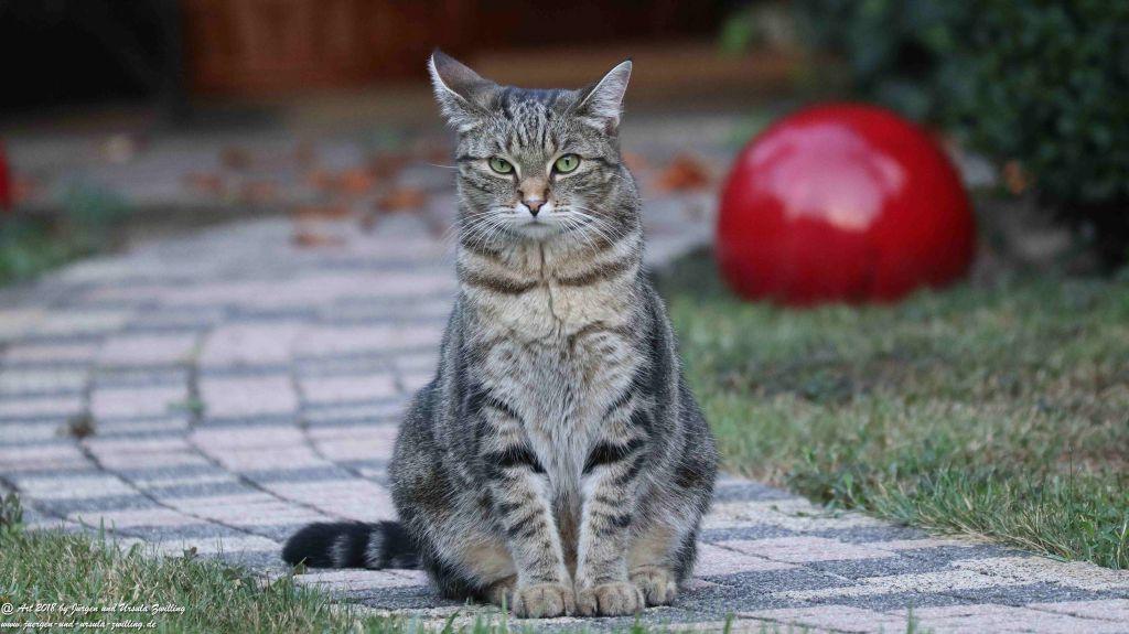Katze Mimi im August 2018