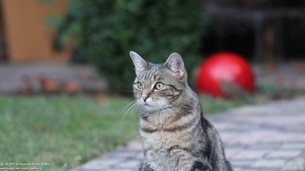 Katze Mimi im August 2018