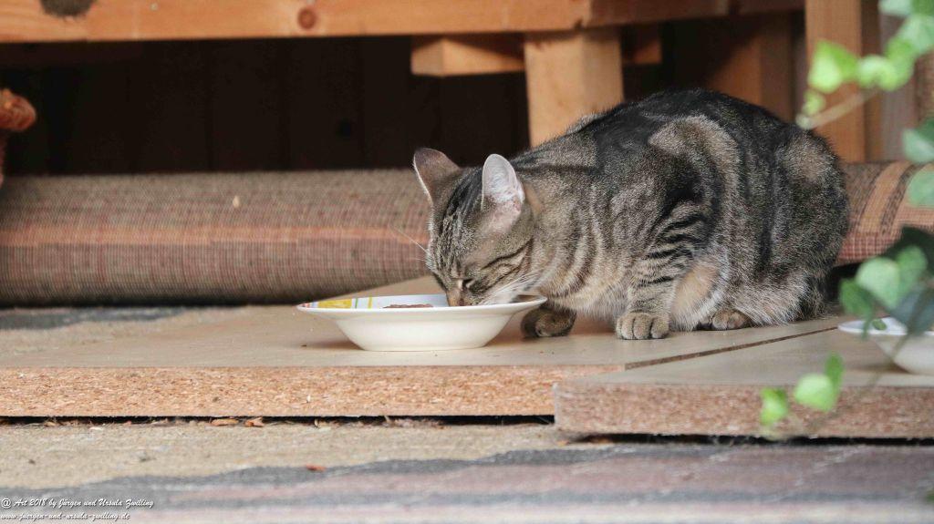 Katze Mimi im August 2018
