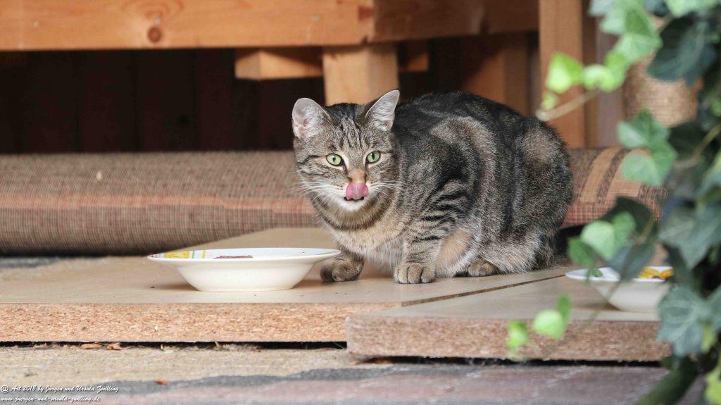 Katze Mimi im August 2018