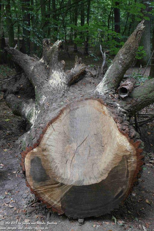 Internationaler Waldkunstpfad - Kunst Ökologie in Darmstadt